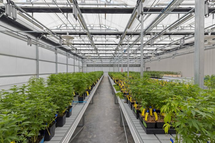 Hybrid Cannabis 