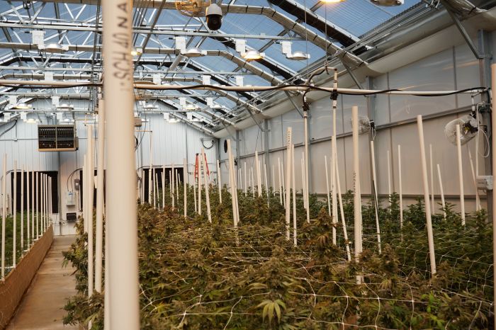 Negative Pressure Converted to Positive Pressure Hybrid Greenhouse Renovation